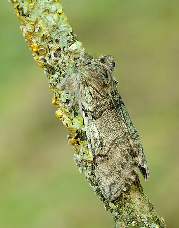65.016 BF1659 Yellow Horned Achlya flavicornis