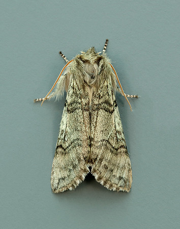 65.016 BF1659 Yellow Horned Achlya flavicornis