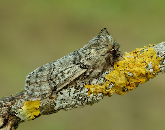 65.016 BF1659 Yellow Horned Achlya flavicornis