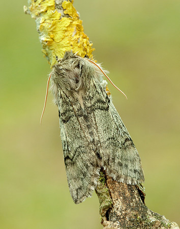 65.016 BF1659 Yellow Horned Achlya flavicornis
