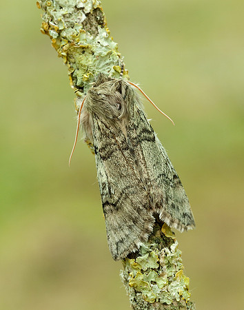 65.016 BF1659 Yellow Horned Achlya flavicornis