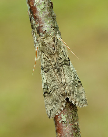 65.016 BF1659 Yellow Horned Achlya flavicornis