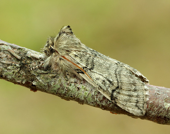 65.016 BF1659 Yellow Horned Achlya flavicornis