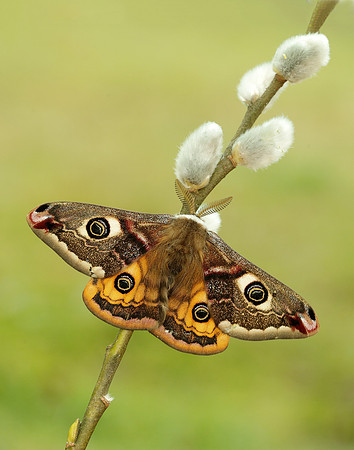 68.001 BF1643 Emperor Moth Saturnia pavonia