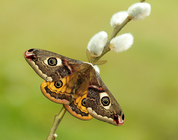 68.001 BF1643 Emperor Moth Saturnia pavonia