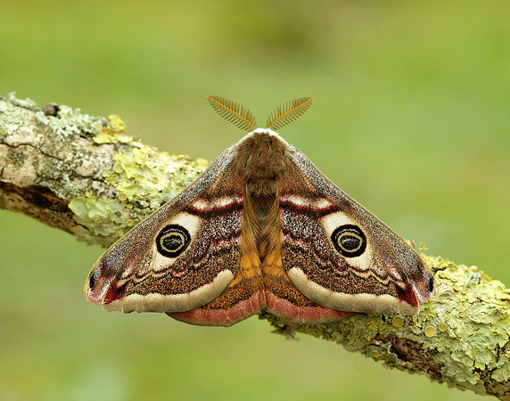 68.001 BF1643 Emperor Moth Saturnia pavonia