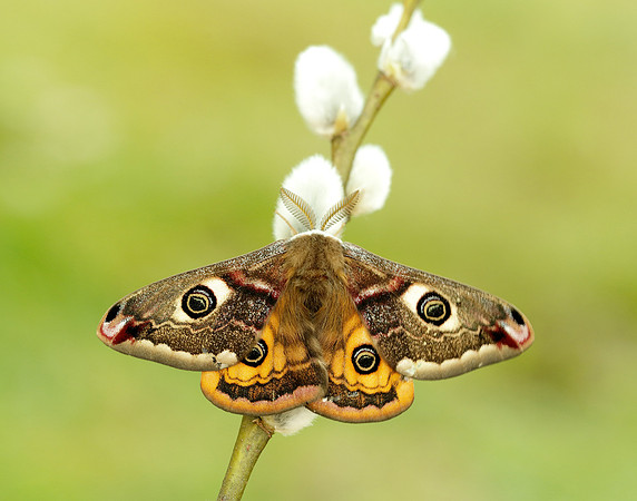 68.001 BF1643 Emperor Moth Saturnia pavonia