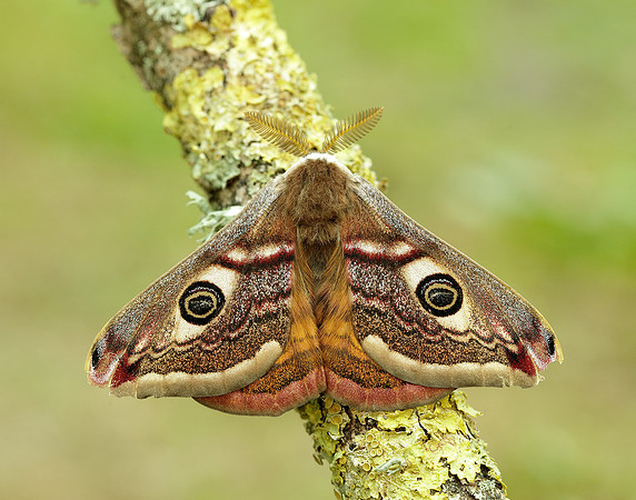 68.001 BF1643 Emperor Moth Saturnia pavonia