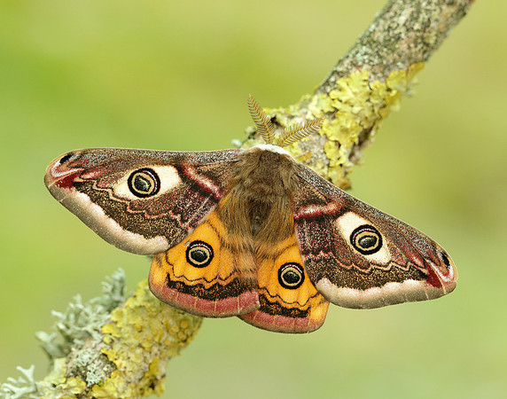 68.001 BF1643 Emperor Moth Saturnia pavonia