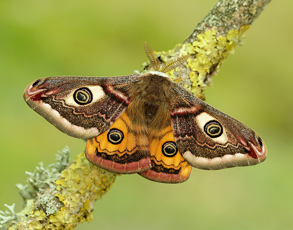 68.001 BF1643 Emperor Moth Saturnia pavonia