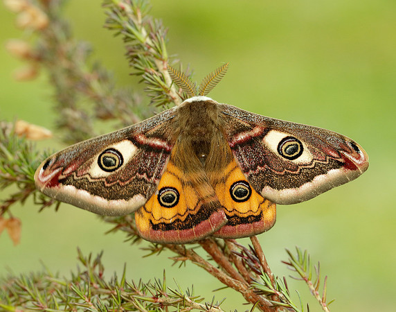 68.001 BF1643 Emperor Moth Saturnia pavonia