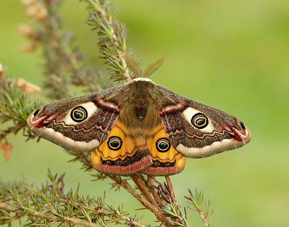 68.001 BF1643 Emperor Moth Saturnia pavonia