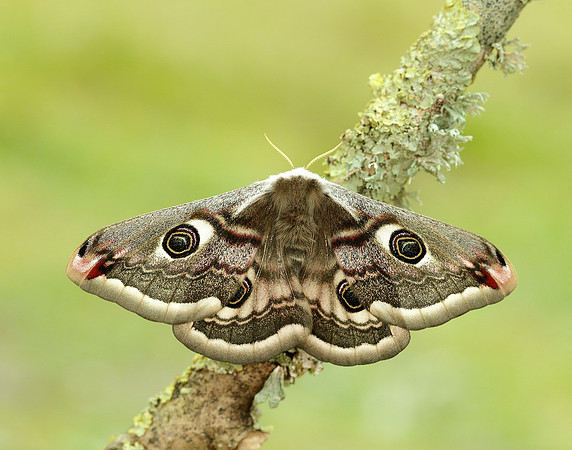 68.001 BF1643 Emperor Moth Saturnia pavonia
