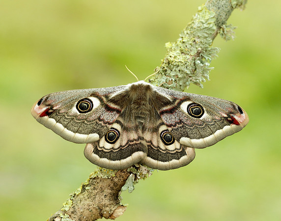 68.001 BF1643 Emperor Moth Saturnia pavonia