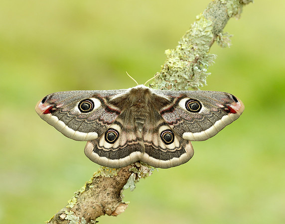 68.001 BF1643 Emperor Moth Saturnia pavonia