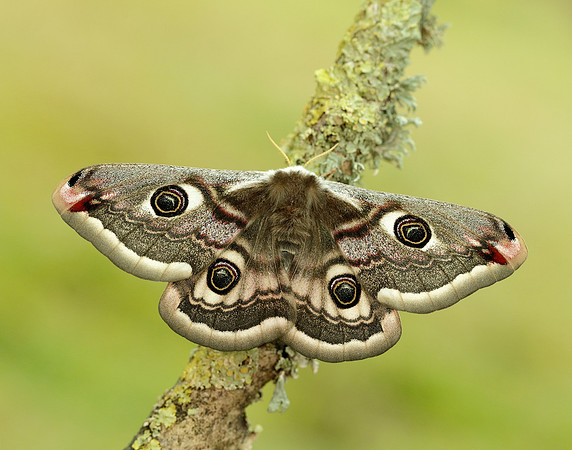 68.001 BF1643 Emperor Moth Saturnia pavonia