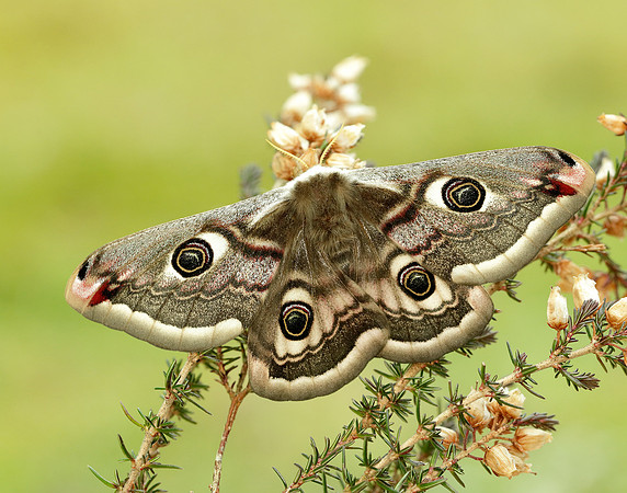 68.001 BF1643 Emperor Moth Saturnia pavonia