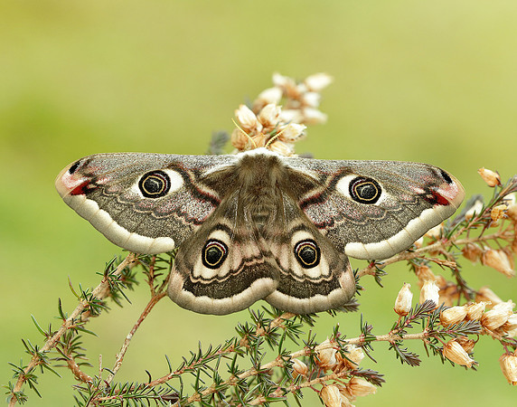 68.001 BF1643 Emperor Moth Saturnia pavonia