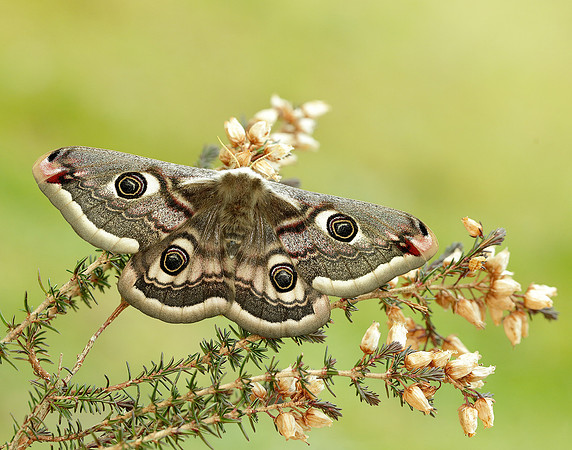 68.001 BF1643 Emperor Moth Saturnia pavonia