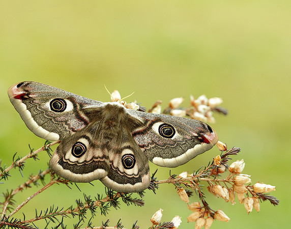 68.001 BF1643 Emperor Moth Saturnia pavonia