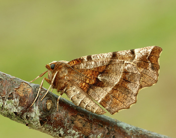 70.237 BF1917 Early Thorn Selenia dentaria