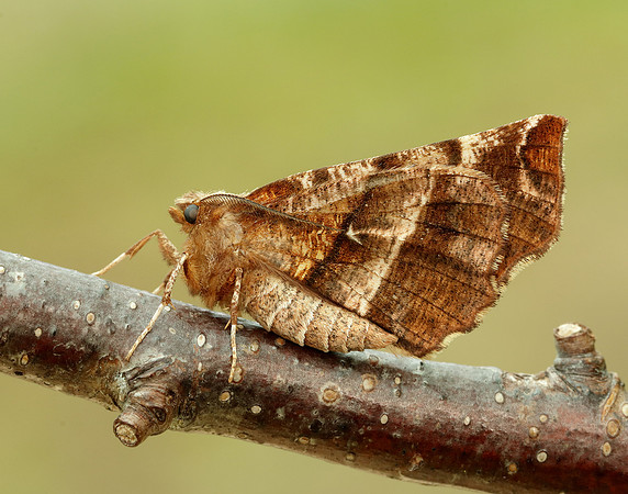 70.237 BF1917 Early Thorn Selenia dentaria