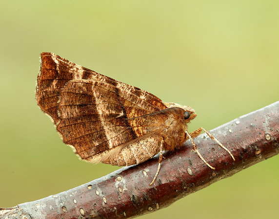 70.237 BF1917 Early Thorn Selenia dentaria