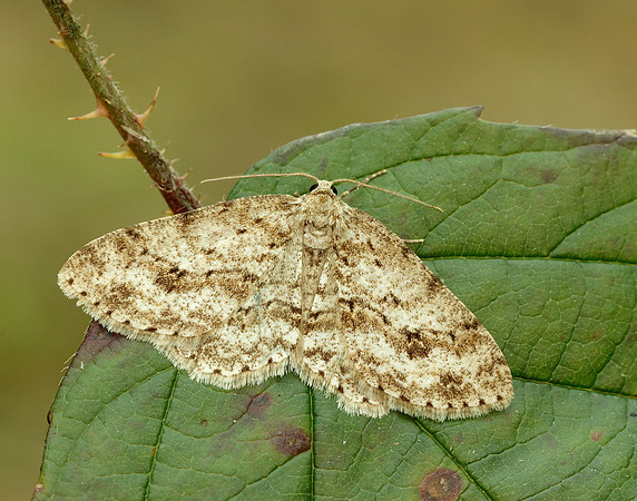 70.270 BF1947 Engrailed Ectropis crepuscularia