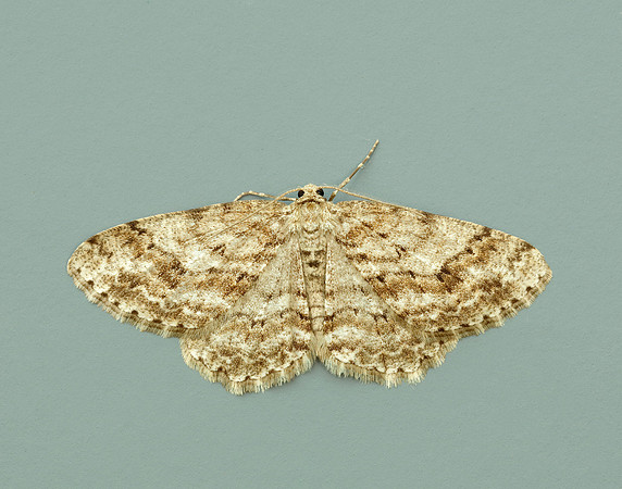 70.270 BF1947 Engrailed Ectropis crepuscularia