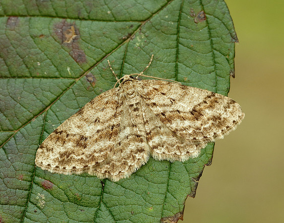 70.270 BF1947 Engrailed Ectropis crepuscularia