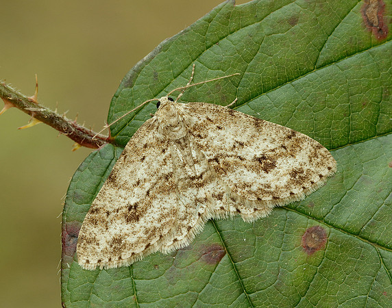 70.270 BF1947 Engrailed Ectropis crepuscularia