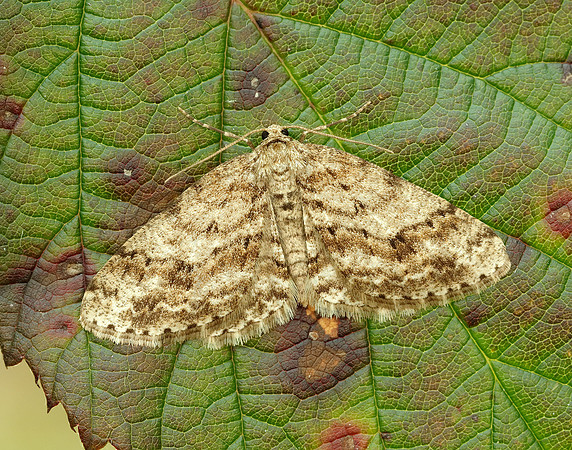 70.270 BF1947 Engrailed Ectropis crepuscularia