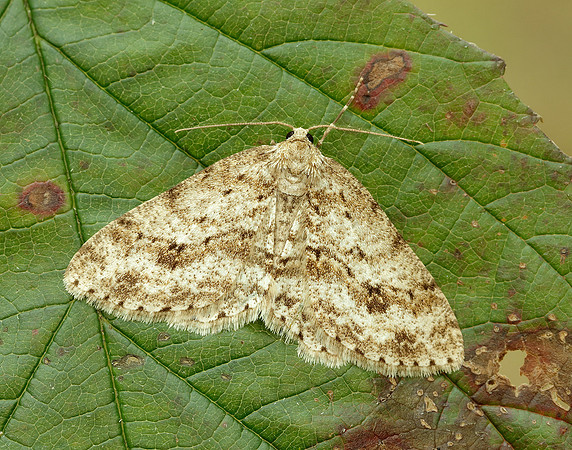 70.270 BF1947 Engrailed Ectropis crepuscularia