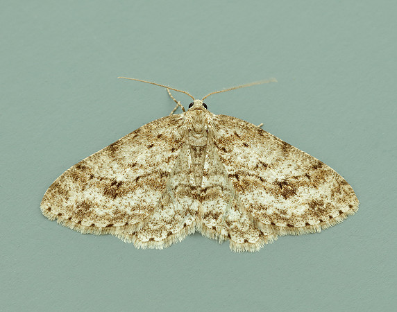 70.270 BF1947 Engrailed Ectropis crepuscularia