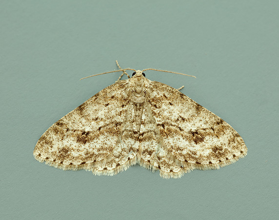 70.270 BF1947 Engrailed Ectropis crepuscularia