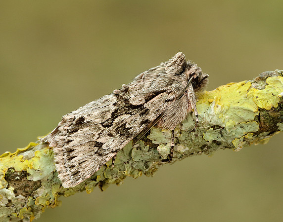 73.069 BF2243 Early Grey Xylocampa areola