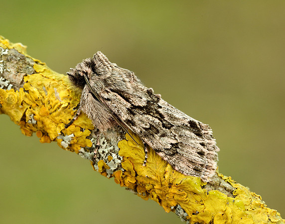 73.069 BF2243 Early Grey Xylocampa areola