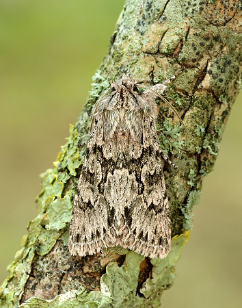 73.069 BF2243 Early Grey Xylocampa areola