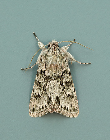 73.069 BF2243 Early Grey Xylocampa areola