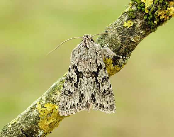 73.069 BF2243 Early Grey Xylocampa areola