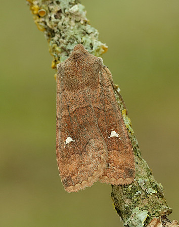 73.210 BF2256 Satellite Eupsilia transversa