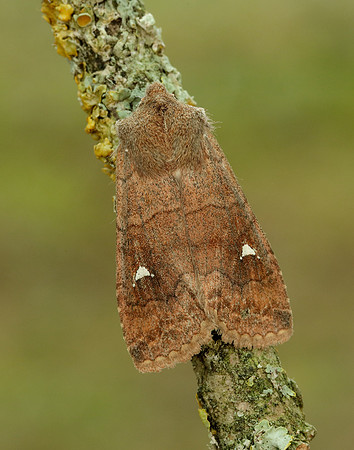 73.210 BF2256 Satellite Eupsilia transversa