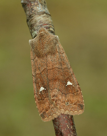 73.210 BF2256 Satellite Eupsilia transversa