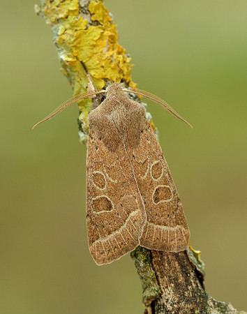 73.244 BF2187 Common Quaker Orthosia cerasi