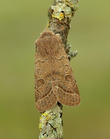 73.244 BF2187 Common Quaker Orthosia cerasi