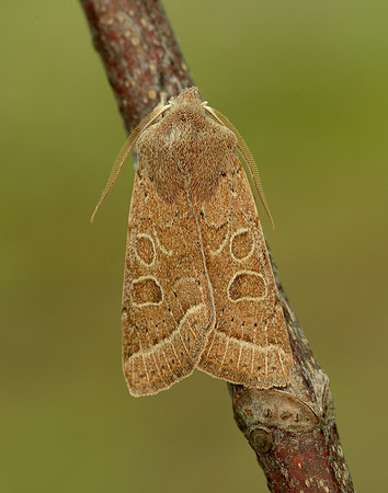 73.244 BF2187 Common Quaker Orthosia cerasi