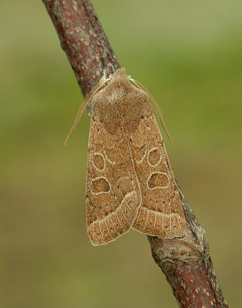 73.244 BF2187 Common Quaker Orthosia cerasi