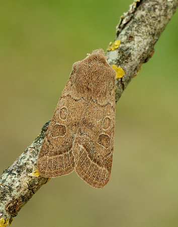 73.244 BF2187 Common Quaker Orthosia cerasi