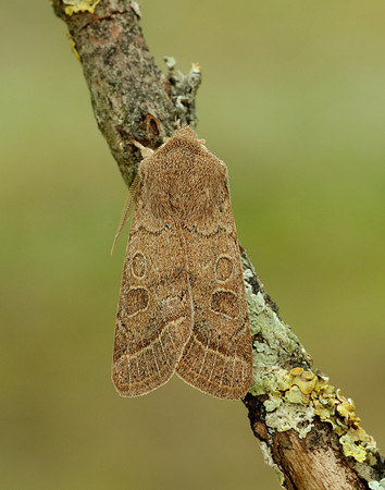 73.244 BF2187 Common Quaker Orthosia cerasi