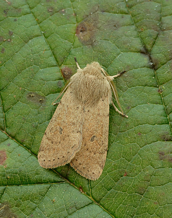 73.245 BF2182 Small Quaker Orthosia cruda